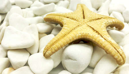 huge ocean sea shellfish closeup white on stones perspective isolated spa relax season vacation conceptの写真素材