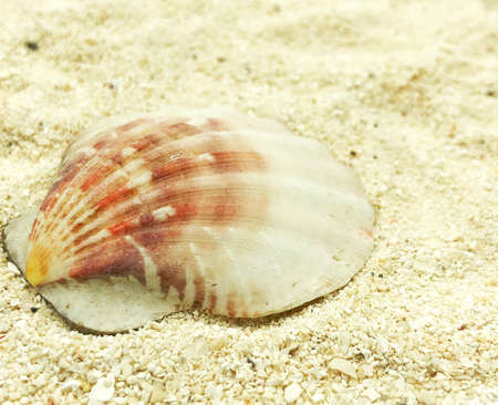 ocean sea shell closeup on sand summer season sunny closeup conceptの写真素材
