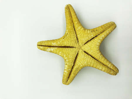 huge ocean sea shellfish closeup isolated on white background spa relax season vacation conceptの写真素材