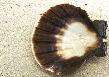 shell closeup inner side on sand summer season sunny closeup concept