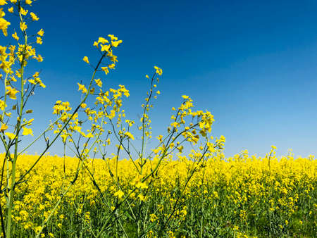 closeup rapeseed with a field background in a bright suny day rural backgroundの写真素材