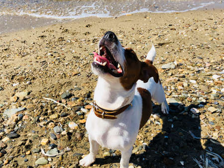 Jack Russel terrier puppy dog friend cute feeling playful on the sandy beach in a hot summer sunny...