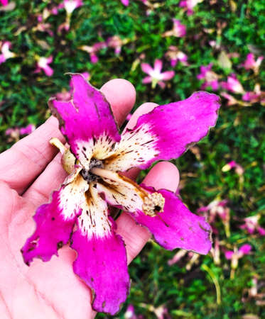 Female holding a fallen tree flower in hand on a blurred background with flowersの写真素材