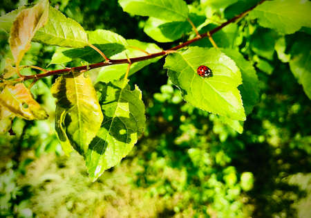 Ladybird on a leaf. Lucky day conceptual shot on a blured backgroundの写真素材