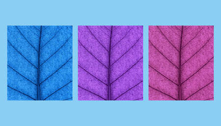 Leaf natural background concept abstract colored 3d rendering abstract designの写真素材
