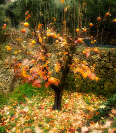 tree at autumnの写真素材