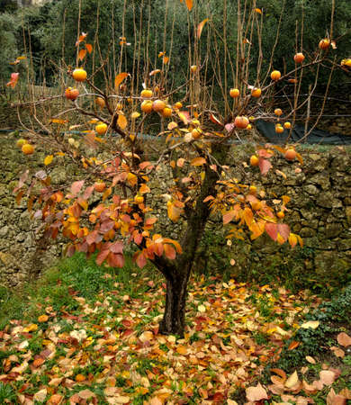 tree at autumnの写真素材