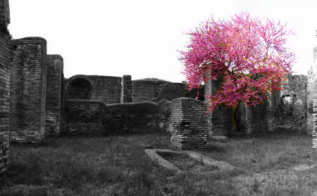 peach tree flowers bloomingの写真素材