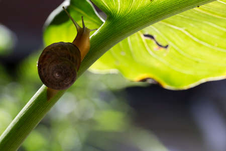 slug of piggybackの写真素材