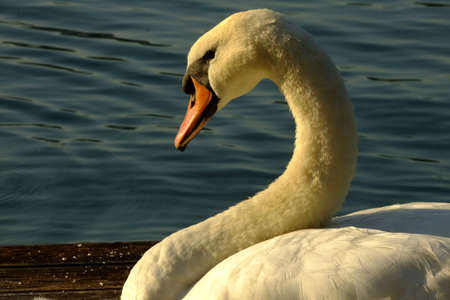 Swan on the lakeの写真素材