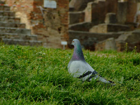 wild pigeonの写真素材