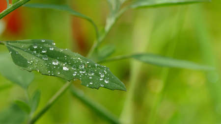 droplets on leafの写真素材