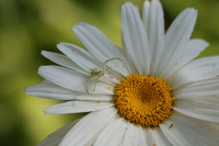 spider of daisyの写真素材