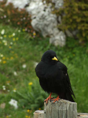 mountain black birdの写真素材