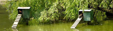 Closeup of ducks in small houses on the pond