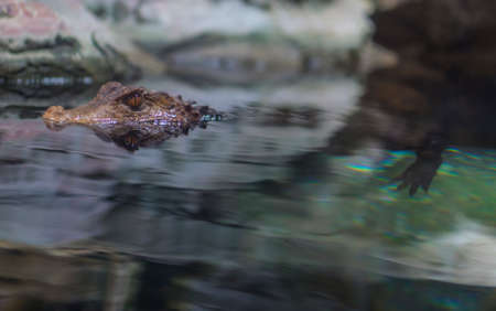 Closeup on alligator water surface with reflection