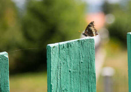 close-up of butterfly over green picket fence