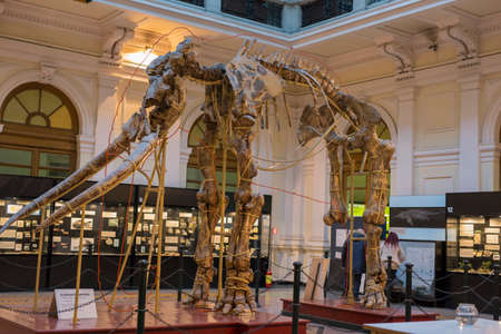 auauthentic mammoth skeleton in natural history museumのeditorial素材