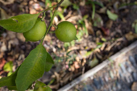 closeup of lemons with green leaves 2
