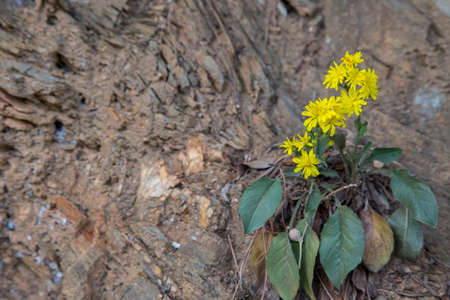 Closeup of yellow flowers with background