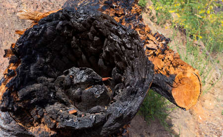 closeup of burnt tree trunk with backgroundの写真素材