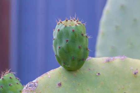 close-up with detail of a typical fruit called prickly pear still