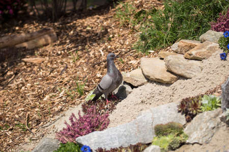 image of a solitary dove walking on rocksの写真素材