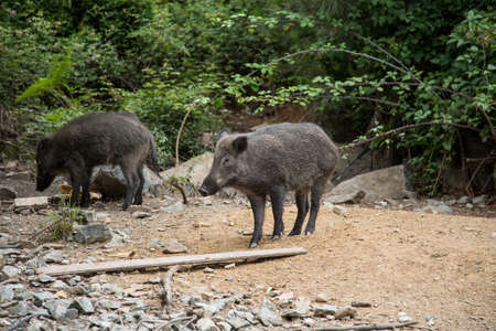 horizontal image of two adult wild boars coming out of the woodsの写真素材
