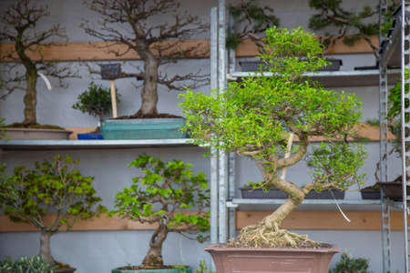 image with detail of a group of bonsai treesの写真素材