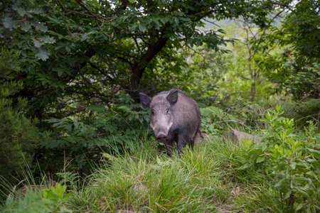 horizontal image of an adult wild boar looking towards the photographerの写真素材