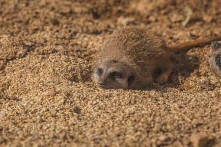 horizontal image with close-up of a small brazilian mammal called mangusta with sweet look