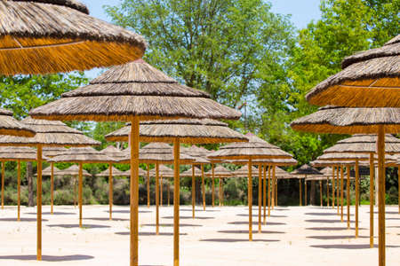 horizontal image of a group of Hawaiian style beach umbrellas with straw coveringの写真素材