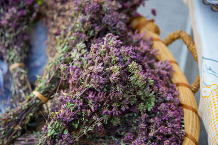 horizontal image with particular of oregano plant twigs