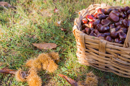 horizontal image of a basket full of chestnuts photographed in a woodの写真素材