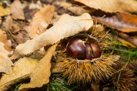 horizontal image with detail of an open chestnut hedgehog photographed in the woodsの写真素材