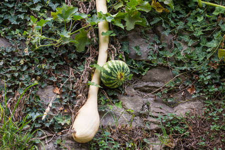 horizontal image of two pumpkins, one long and one round, photographed on a wallの写真素材