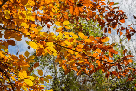 horizontal image with detail of branches with many yellow colored leaves photographed in the autumn monthの写真素材