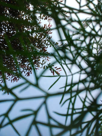 The sky in the eyes of a bug