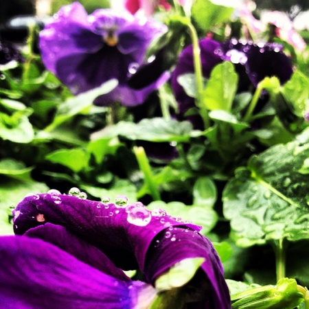 Flowers after a rainの素材