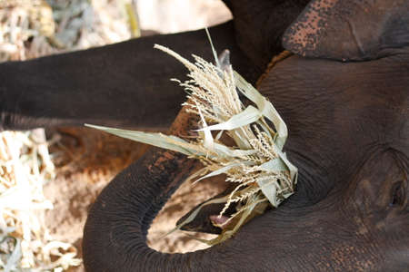 elephant at an elephant campの写真素材