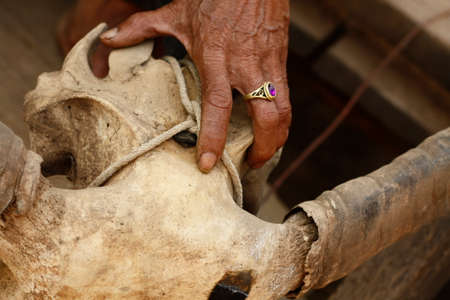 old Thai man with a ring holding the skull of his water buffalo, decorating his home in Northern Thailand, Southeast Asiaの写真素材