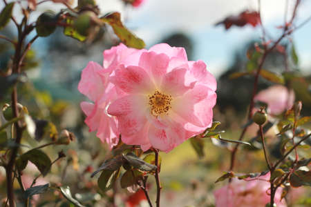 close details of a soft bunch of light pink rose flowers blooming on the bush in a rose garden, Victoria, Australiaの写真素材