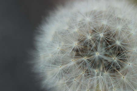 close up macro showing the soft, fragile, delicate white petals and flower grouping on a dandelion in a typical family gardenの写真素材