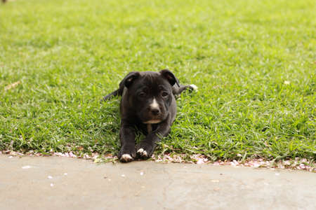 cute young 6 week old Staffordshire terrior pups playing in their family backyard, having fun with their siblings.の写真素材