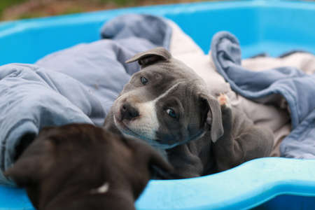 cute young 6 week old Staffordshire terrior pups playing in their family backyard, having fun with their siblingsの写真素材