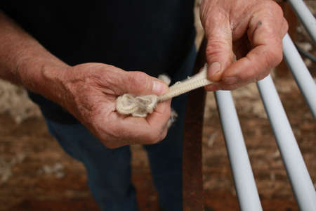 worn experienced hard hands of a long time sheep farmer examining freshly shorn wool in his shearing...