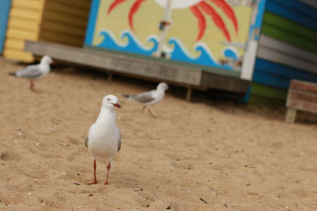 a few seagulls standing on the beach in front of rows of colourful beach bright painted summer holiday bathing box's along a sandy beach on a sunny day, Brighton beach, Melbourne Victoriaの写真素材