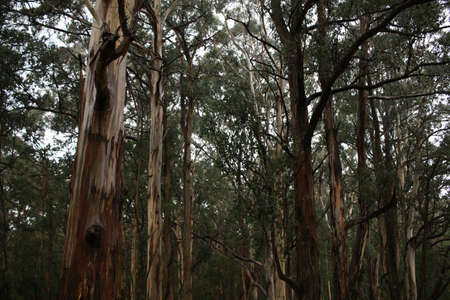 twisted branches of native old Eucalyptus gum trees in a heavily forested national park on a rainy...