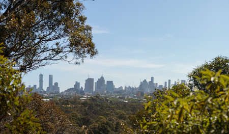 Panoramic of the Melbourne city skyline viewed thru native Australian trees, the branches stretching...