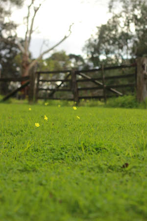 old timber hardwood gate running along the back of a lush green garden beside the shade of a tall...